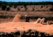 Israel - Arab Farmer Pitching Hay